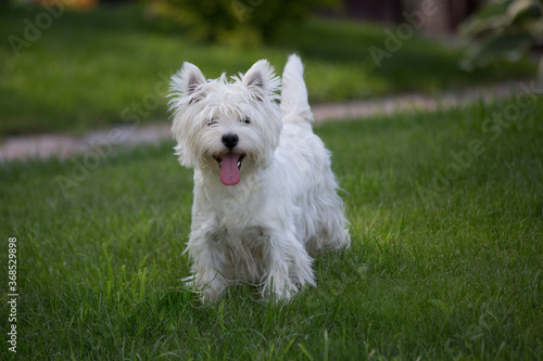 west highland white terrier