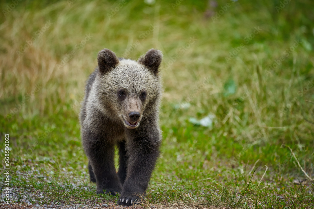 Brown bear cub Brown bear cub