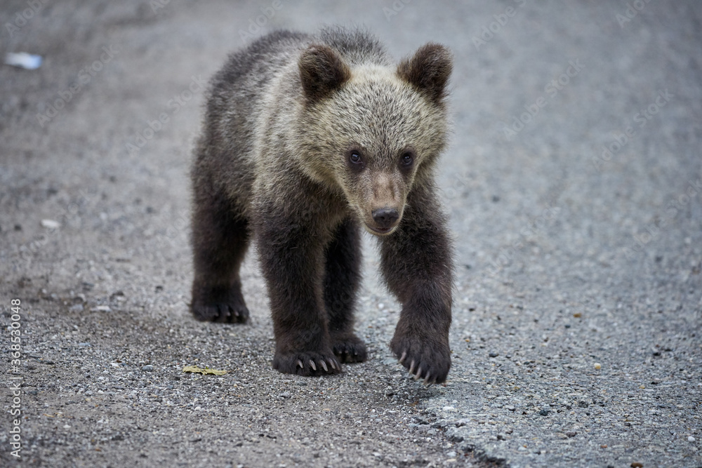 Brown bear cub Brown bear cub