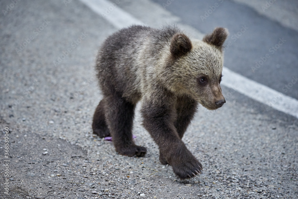 Brown bear cub Brown bear cub