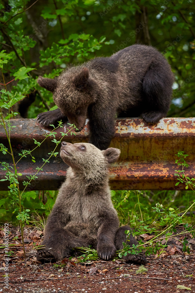 Obraz premium Brown bear cubs playing