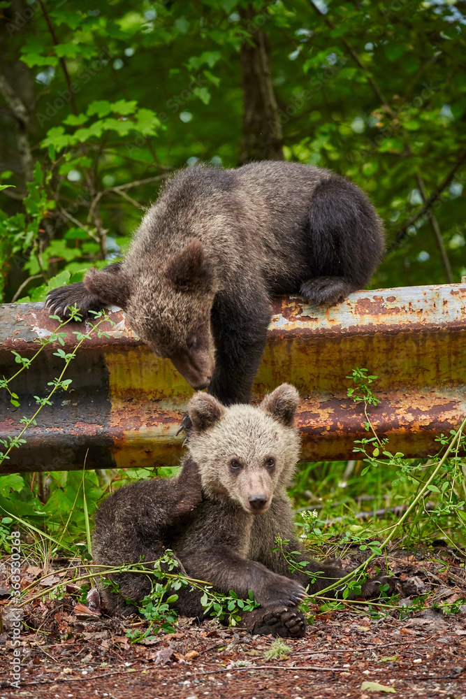 Fototapeta premium Brown bear cubs playing