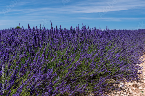 Detail of a lavender plan in field  Provence  France