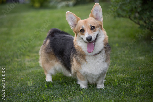 Welsh Corgi Cardigan