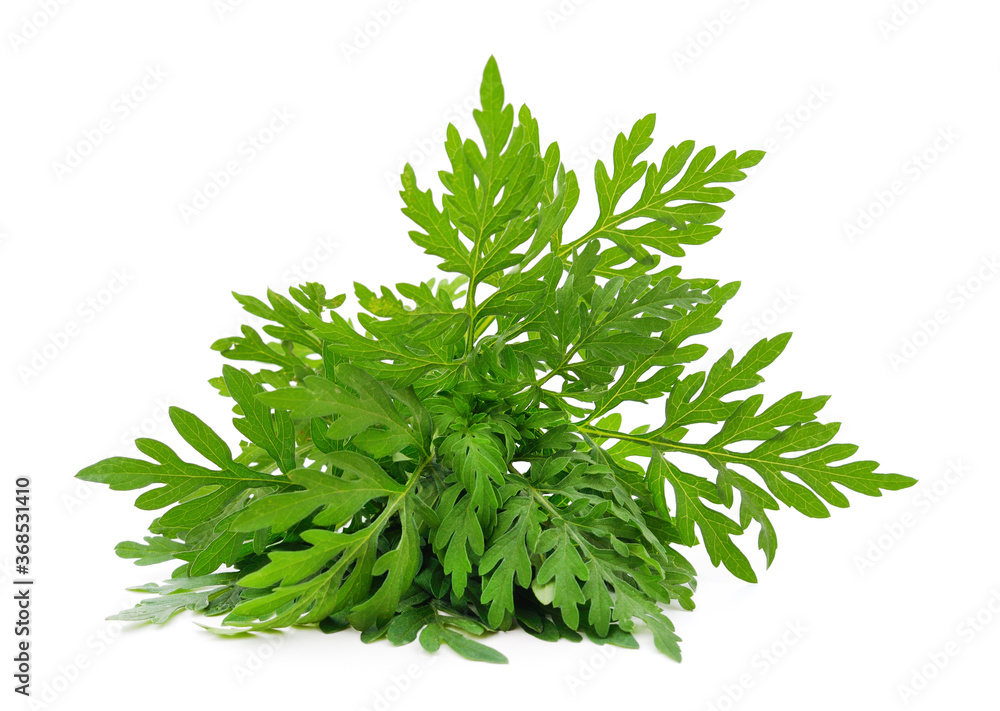 Fototapeta premium Green ragweed.