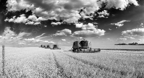 Combines harvesting wheat field