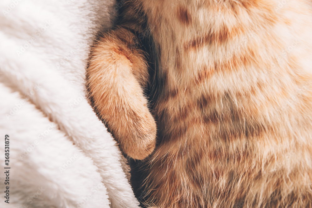 Close up of paws of cute little ginger kitten which sleeps on its back on white soft blanket Close up of paws of cute little ginger kitten which sleeps on its back on white soft blanket