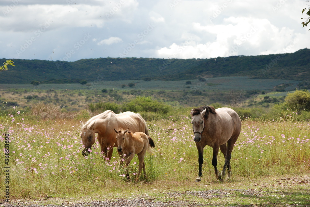 family horses in the field