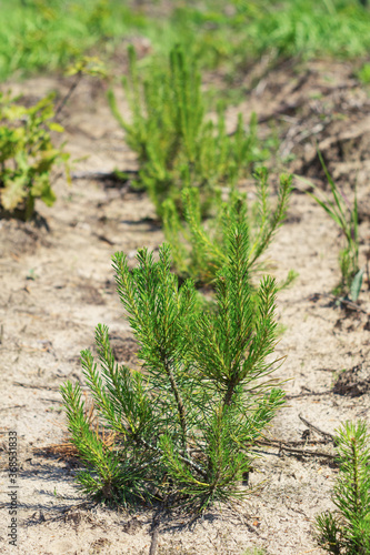 Young pine seedlings in the forest