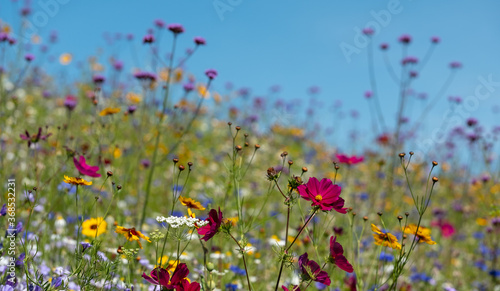 Colourful wild flowers growing in the grass, photographed on a sunny day in midsummer in Windsor, Berkshire UK  © Lois GoBe