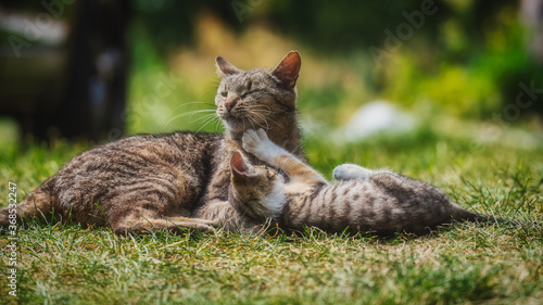 cat family playing on the grass, Poland, Europe