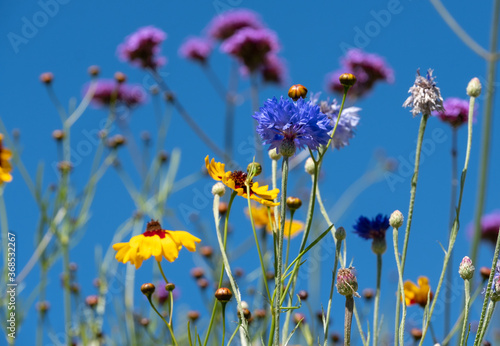 Fototapeta Naklejka Na Ścianę i Meble -  Colourful wild flowers growing in the grass, photographed on a sunny day in midsummer in Windsor, Berkshire UK
