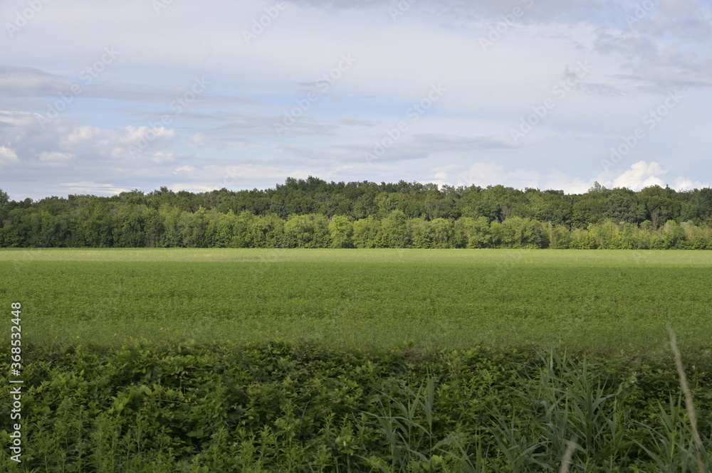 Obraz premium campi verdi, coltivazione soia, cielo nuvoloso, primavera estate