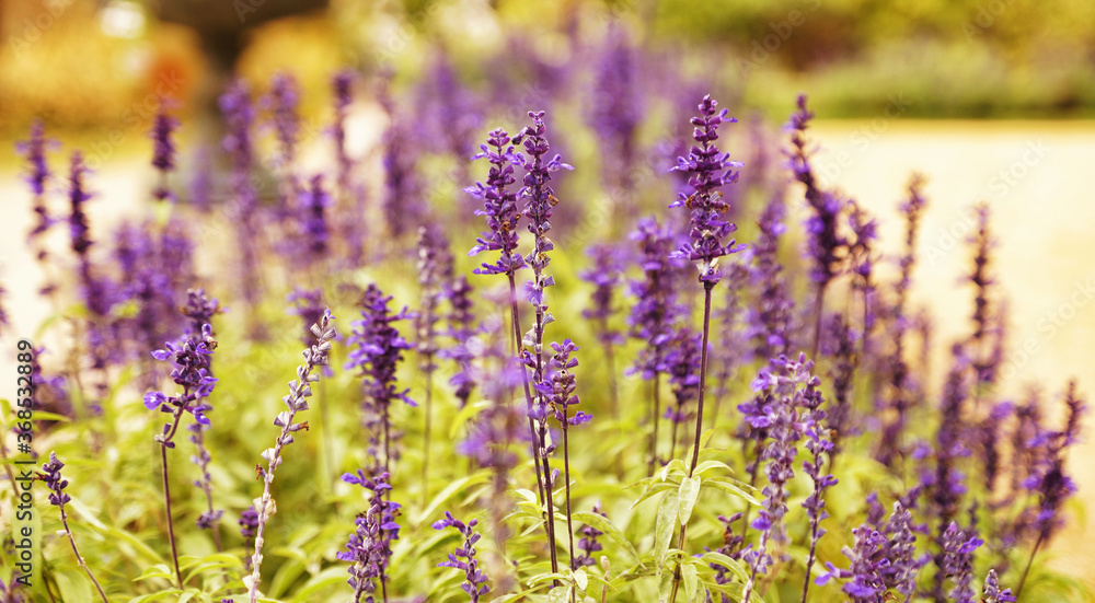 Obraz premium Ziersalbei - Salvia guaranitica