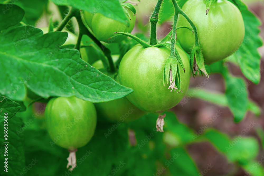 unripe tomato green grows on a bush close-up background farmer harvest unripe tomato green grows on a bush close-up background farmer harvest