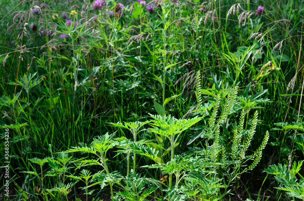 Obraz premium Ambrosia is a source of allergies. Blooming ragweed in nature.