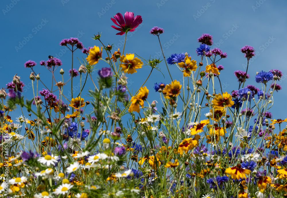 Colourful wild flowers in bloom outside Savill Garden, Egham, Surrey, UK, photographed against a clear blue sky.
