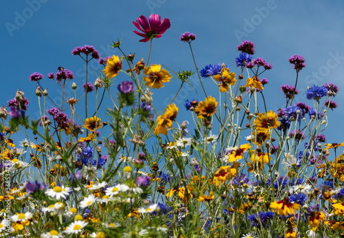 Colourful wild flowers in bloom outside Savill Garden  Egham  Surrey  UK  photographed against a clear blue sky.
