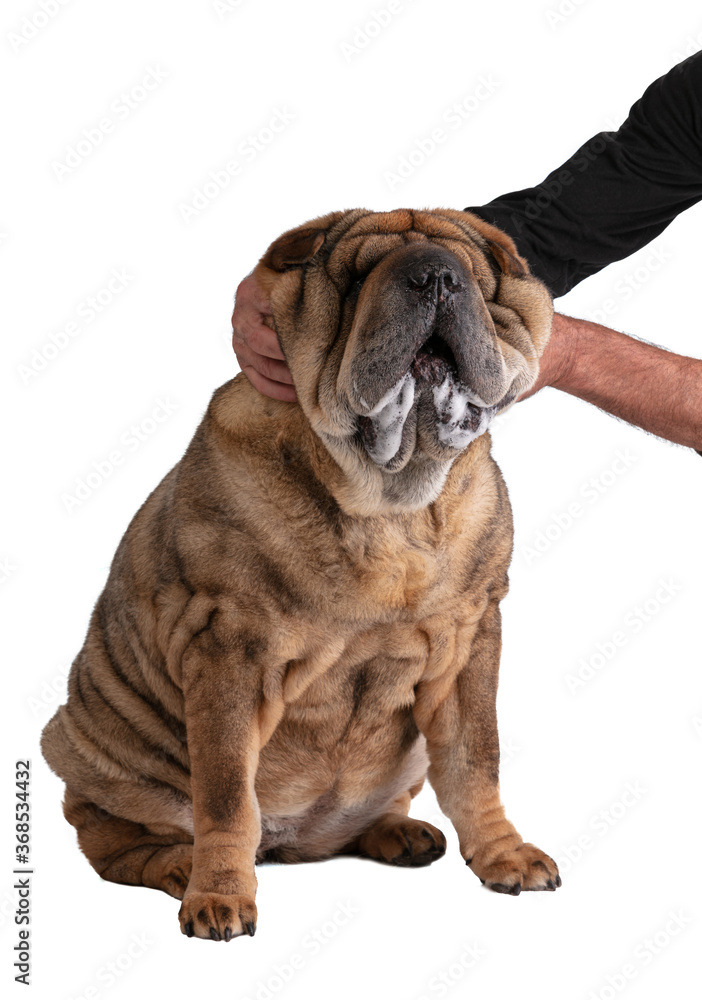 Fototapeta premium Old Shar-Pei (12 years old) plays