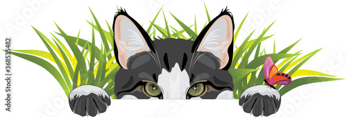 Funny cat looks out of the grass and plays with butterfly