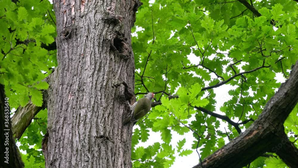 European Green Woodpecker on tree near nest in forest, young (Picus viridis) - (4K) European Green Woodpecker on tree near nest in forest, young (Picus viridis) - (4K)