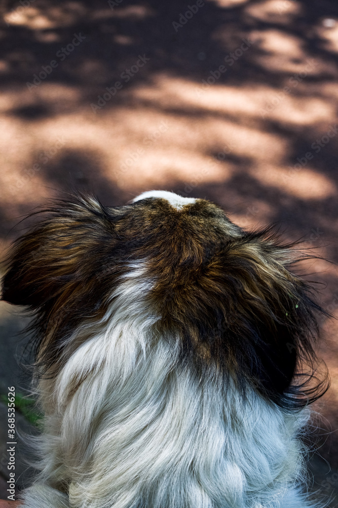 Naklejka premium portrait of a dog