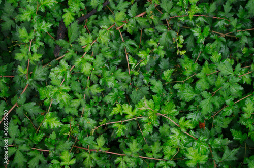 green leaves background
