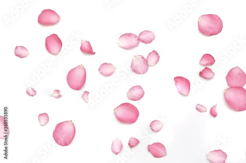 Blurred a group of sweet pink rose corollas with softly style on white isolated with copy space and softy style 