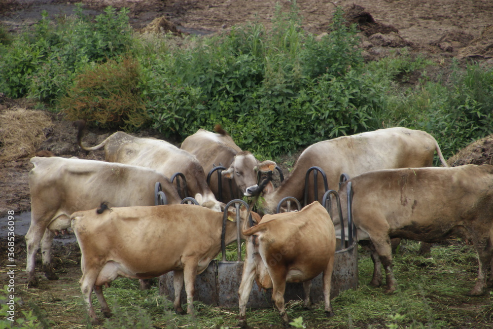 Group of cows pasturing in the countryside Group of cows pasturing in the countryside