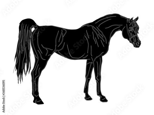 isolated realistic image, black silhouette of a standing stallion, Arab horse