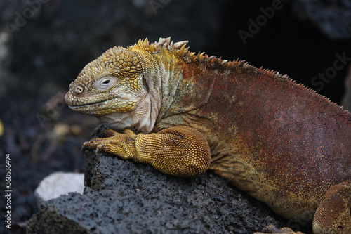 Galapagos Land Iguana on the rocks  Galapagos Islands  Ecuador