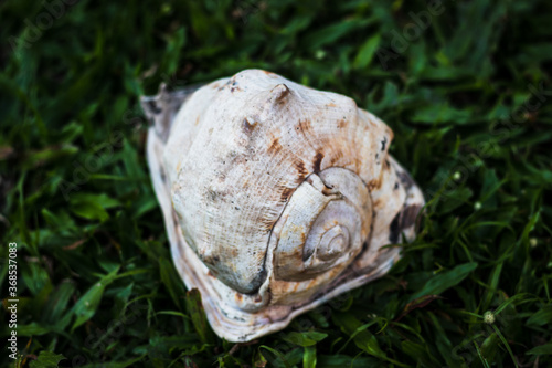 shell of a big conch standing at the grass © DaviBatista