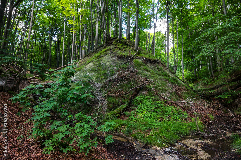 Obraz premium Trees in the beech forest at Jasmund National Park, Rügen, Germany, part of the `Ancient and Primeval Beech Forests of the Carpathians and Other Regions of Europe` UNESCO world heritage.