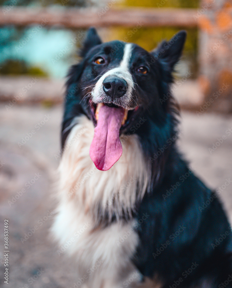 Fototapeta premium border collie portrait