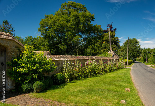 Hollyhocks growing along a wall near St Eadburgha's church Broadway in the Worcestershire, England UK photo