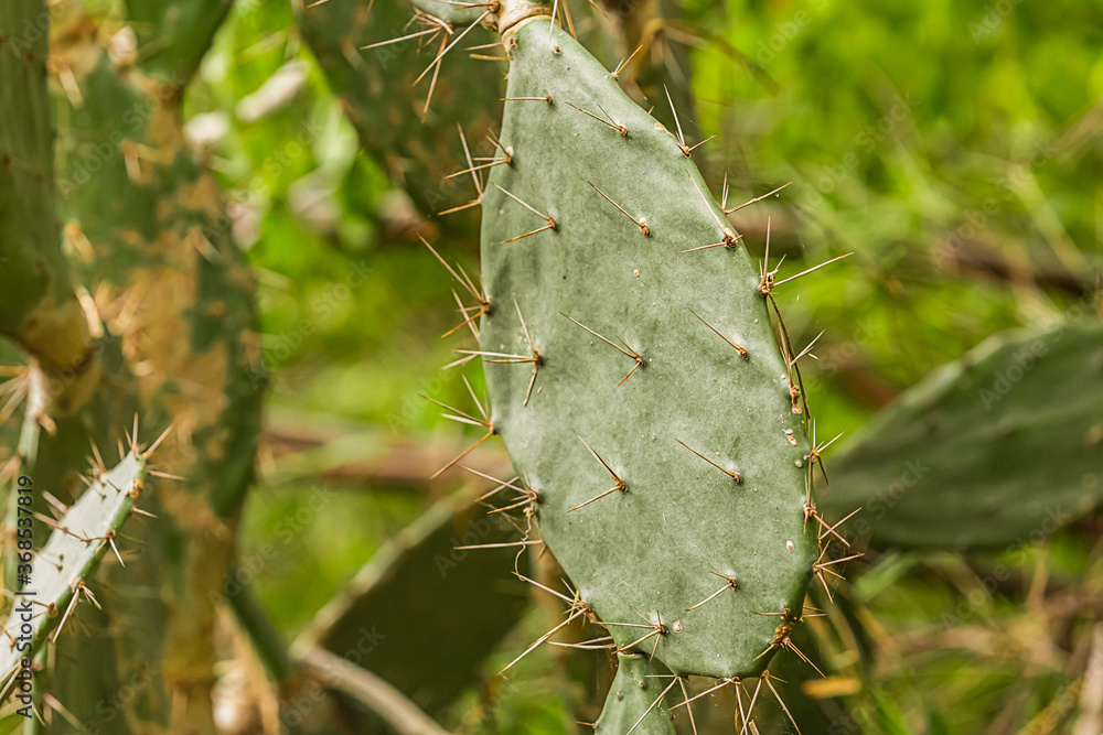 cactus green thick spiked grows on a blurred forest background cactus green thick spiked grows on a blurred forest background