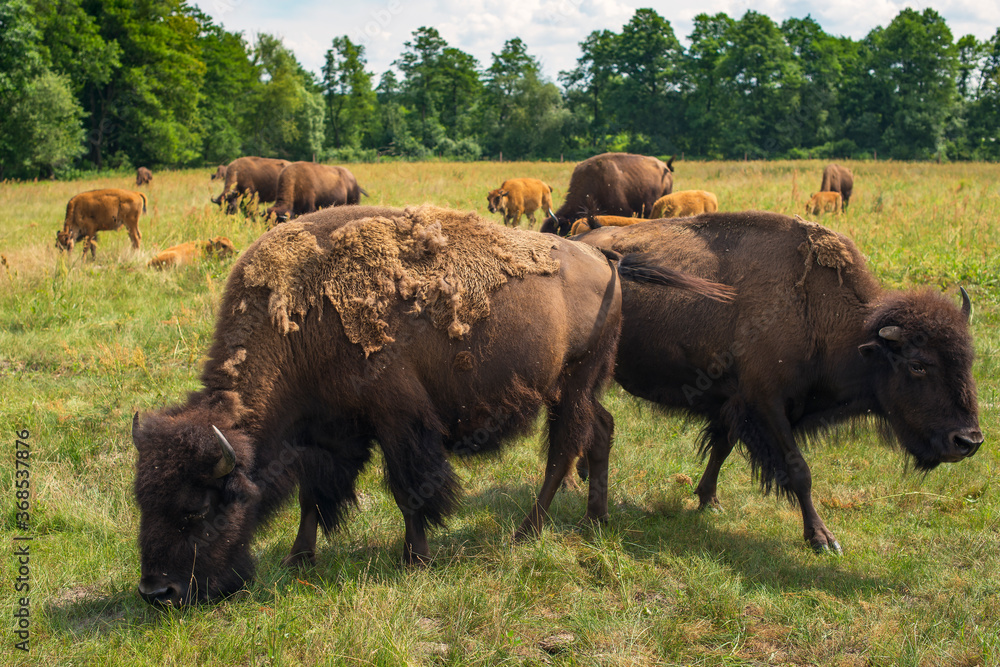A herd of plains bison (American bison) with a baby calves in a pasture