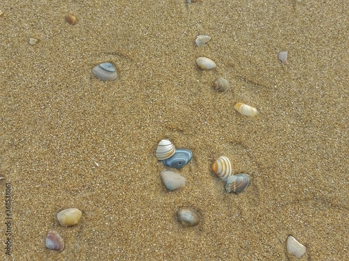 shells on the beach in Zandvoort, Netherlands 