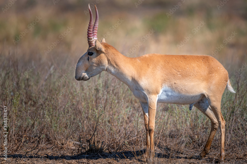 Obraz premium Saiga antelope or Saiga tatarica in steppe