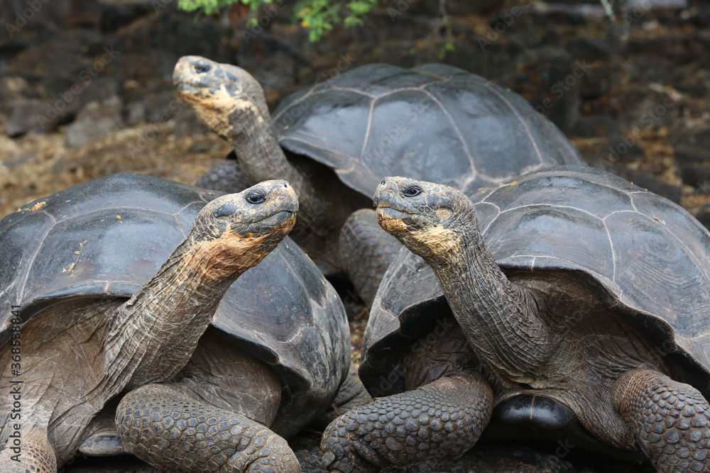 Naklejka premium Galapagos Giant Tortoise, Galapagos Islands, Ecuador