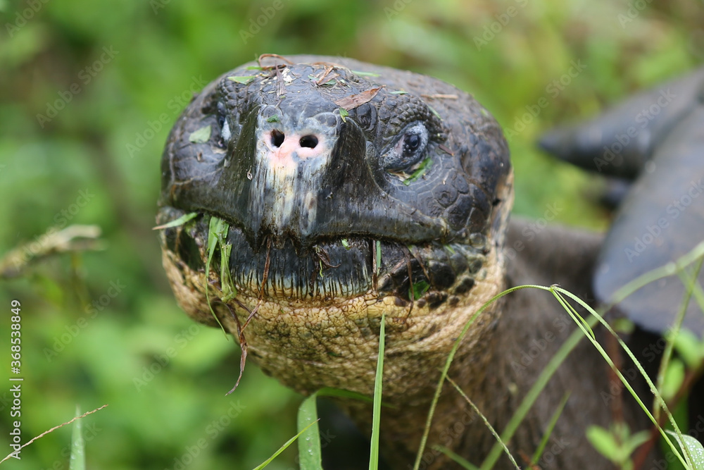 Galapagos Giant Tortoise, Galapagos Islands, Ecuador