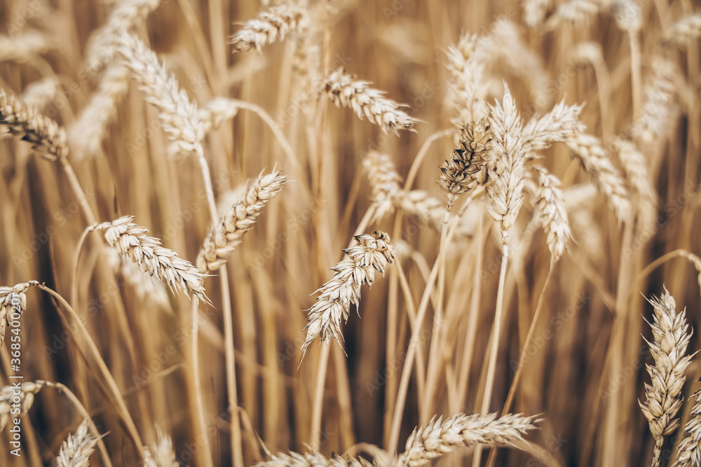 Scenic landscape with wheat field in summer, agriculture, growing grain crops, close up Scenic landscape with wheat field in summer, agriculture, growing grain crops, close up