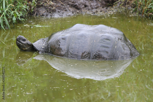 Galapagos Giant Tortoise In water, Galapagos Islands, Ecuador
