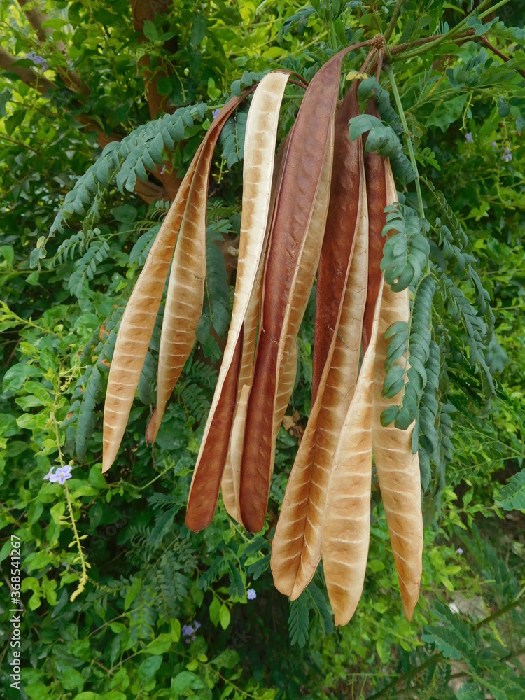 Dried brown seed pods of tree. golden seed pods of Mimosa