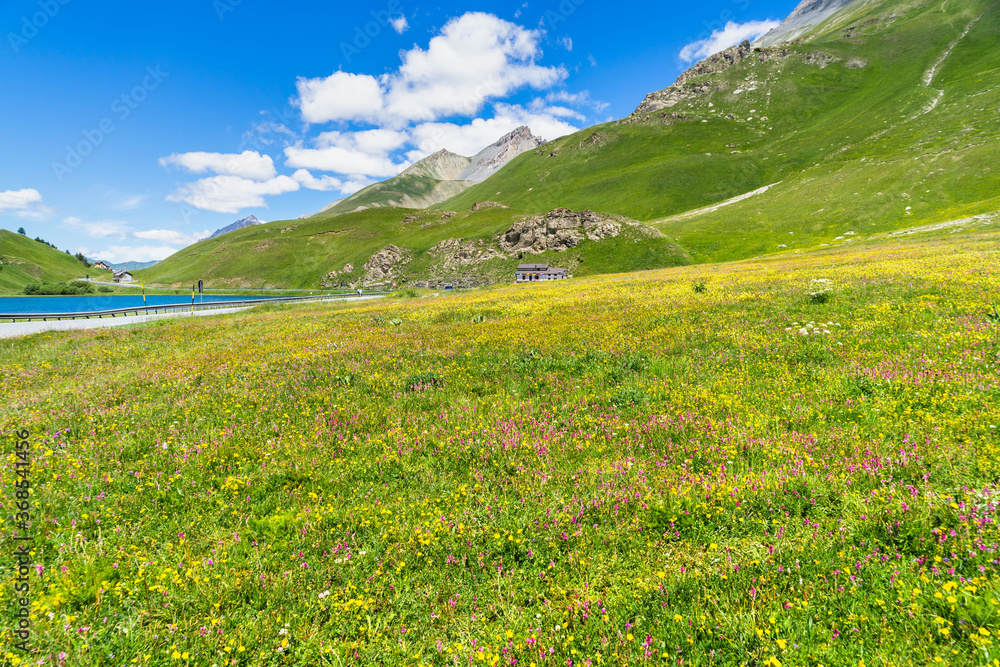 Colorful flowery meadow during summer at Maddalena Pass (Colle della Maddalena) located on the border between Italy and France