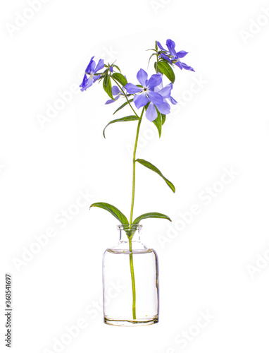 Phlox divaricata (wild blue phlox or woodland phlox) in a glass vessel on a white background