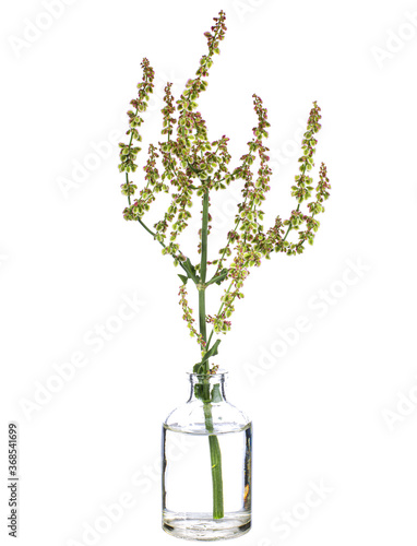 Rumex crispus (russian dock or  bitter dock) in a glass vessel on a white background