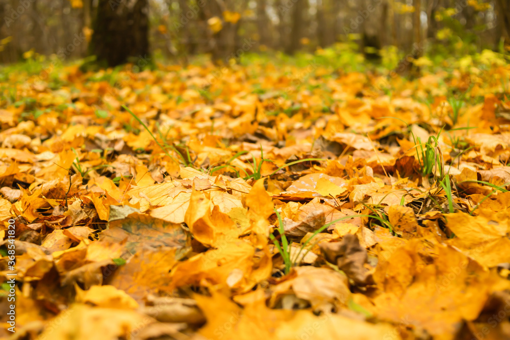 background autumn many fallen maple leaves yellow lie on the ground bright design background autumn many fallen maple leaves yellow lie on the ground bright design