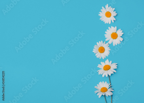 floral blue background with camomiles