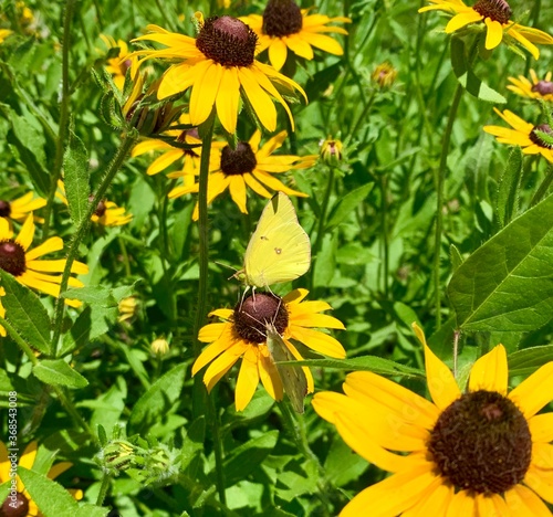 sunflowers in the garden with butterflies 